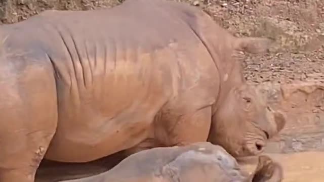 Two rhino