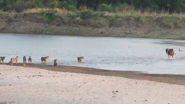 Young elephant survives attack by 14 Lions