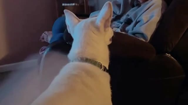 Savage face punch dog