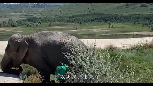 stupid elephant