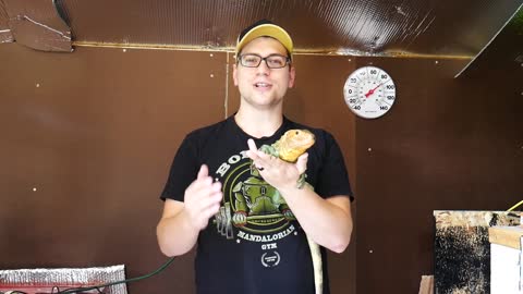 5 Tips To Tame Your Lizard