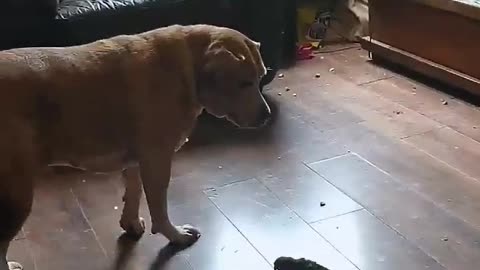 Bird Shows Dog Whose Boss