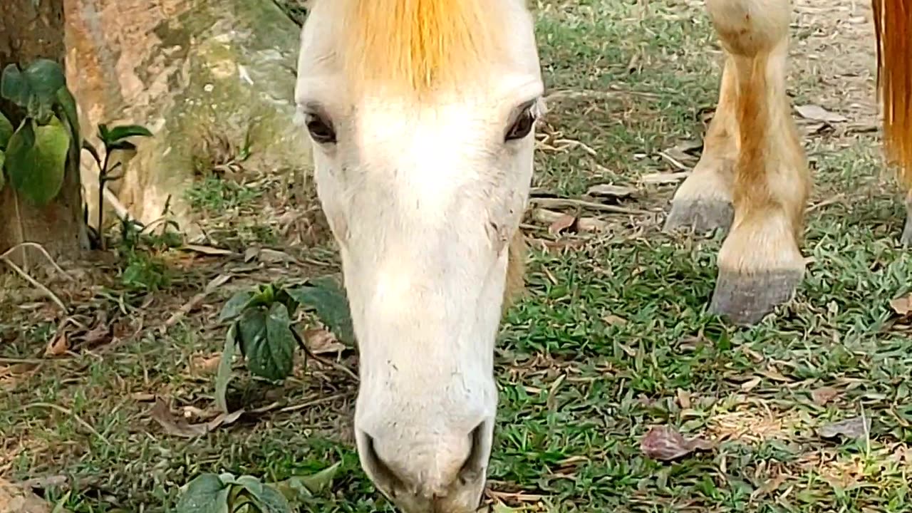 Eating horse feed