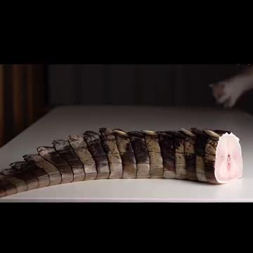 A very sneaky somehow manages to scare the stripes off Plasma the cat. It's okay buddy,