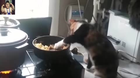 SNEAKY CAT STEALING FOOD FROM KITCHEN