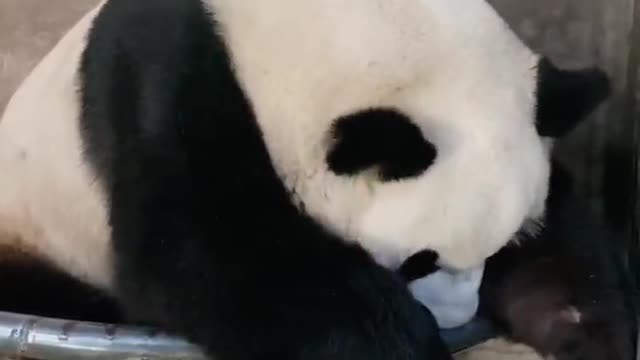 Panda wants to sleep