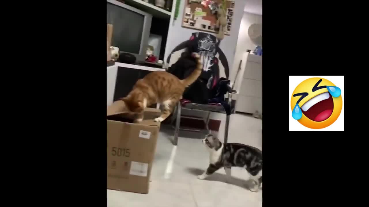 Cats fighting for a carton box