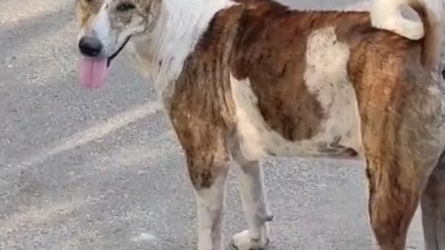 A singel dog on street.