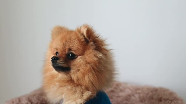 Dog funny