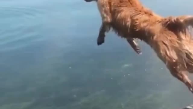 Doge try to long jump in water
