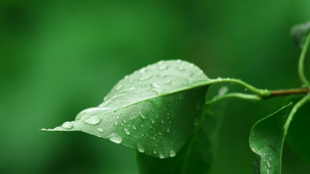 Raindrops on a leaf