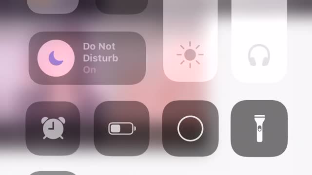 average discord kitten (real)