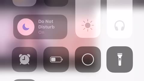 average discord kitten (real)