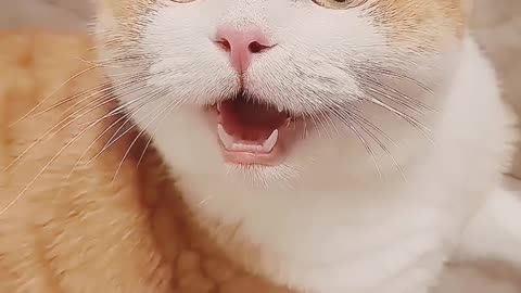#cats #cutecat #funnycats #explore #cuteanimals #shorts #cat