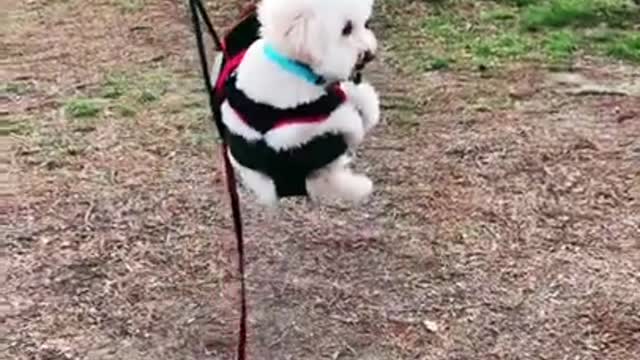 Cute Puppy on a Swing 🐶