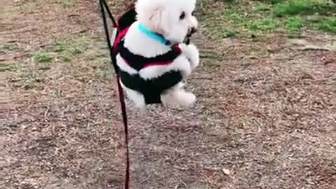 Cute Puppy on a Swing 🐶