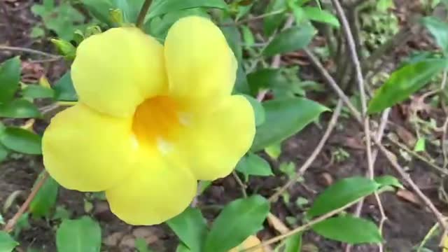 Small yellow flower