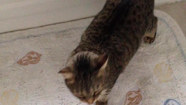 This little guy finally somersaulted 😍 Lolz - Awesome cute cat 'AnimalAdventure'