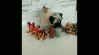 White pug lay on floor best friend tiger toy