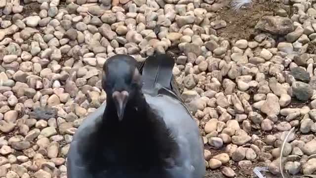 Pigeon shot at close range