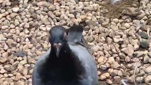 Pigeon shot at close range