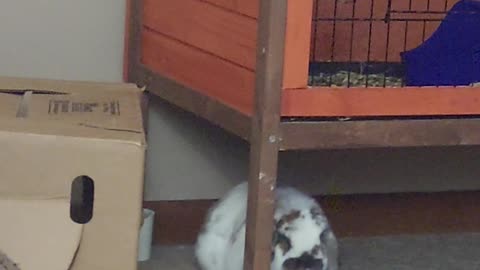 Grumpy Bunny