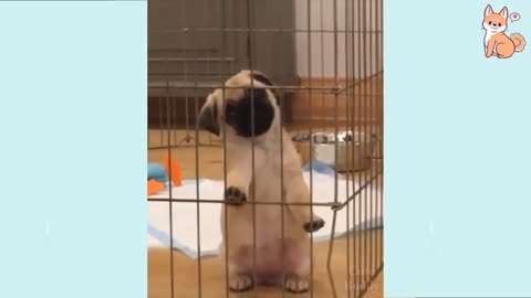 Funny Dogs (pets) Videos || Try Not to Laugh Challenge || Part-3