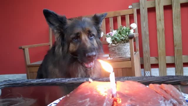 Pya's 8th Birthday