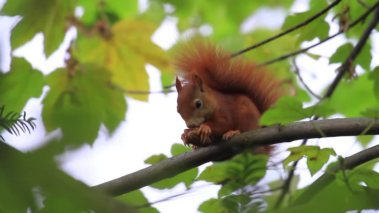 Cute Squirrel is eating a Walnut