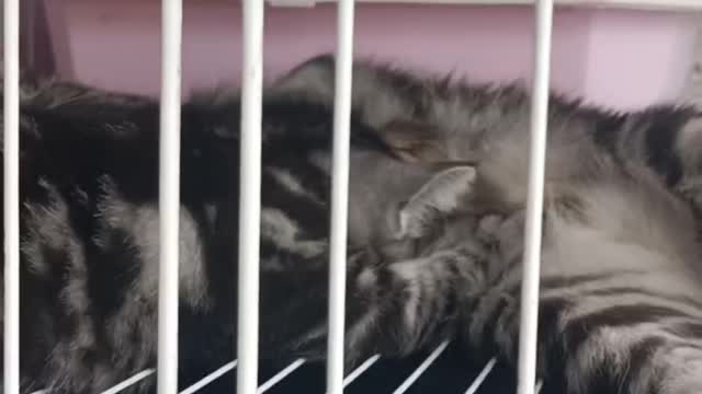 kitten