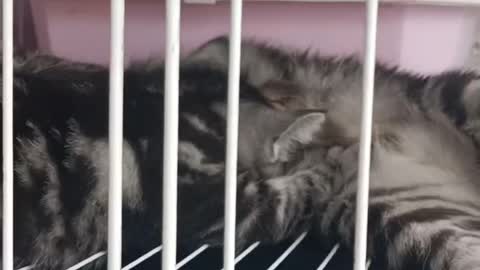kitten