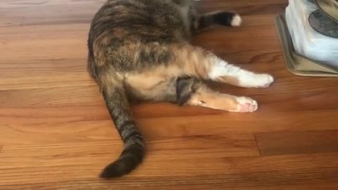 Gray cat rolling around on ground showing belly