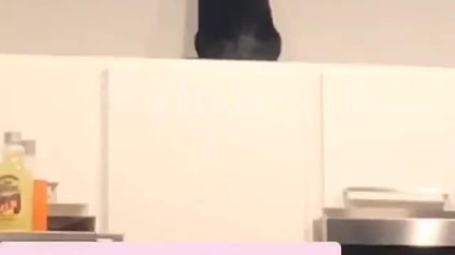 Cat dancing on wall #short