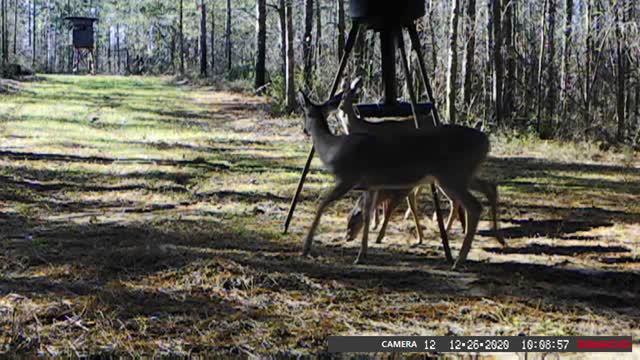 Trail Camera December 31, 2020