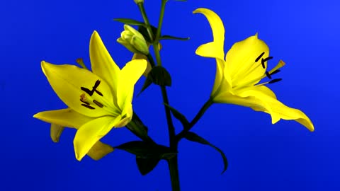 Lilies flowers on its stem slowly opening