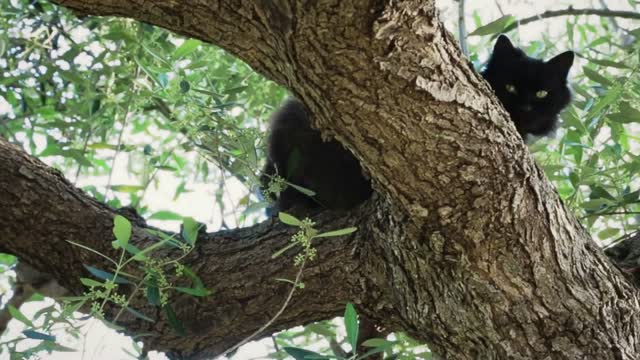 Black cat on a tree