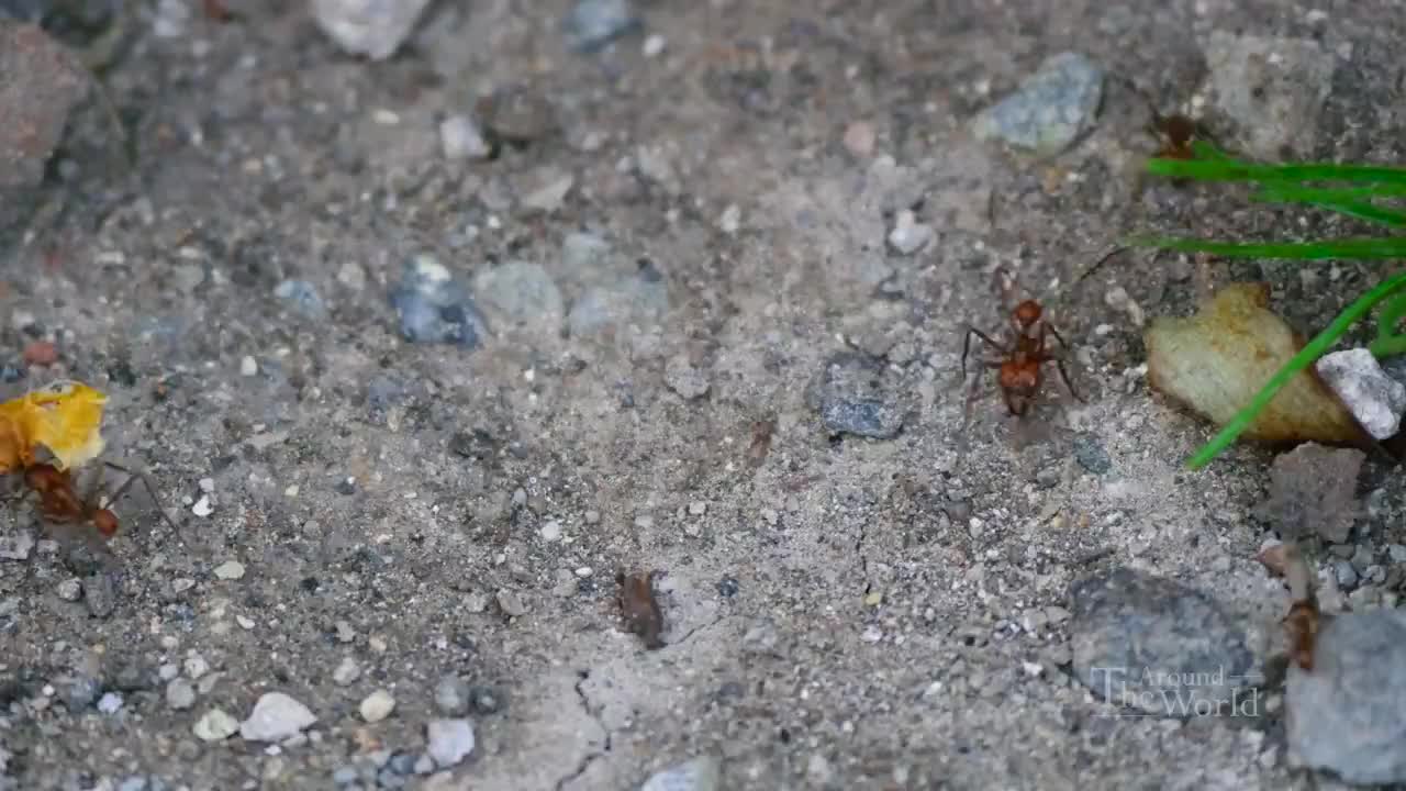 Wild Life in Costa Rica