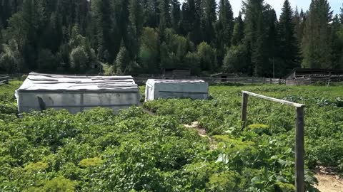 Life in a remote taiga village in Russia. Far from civilization without roads and communications