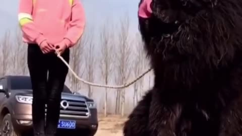 World's Biggest Newfoundland Dog