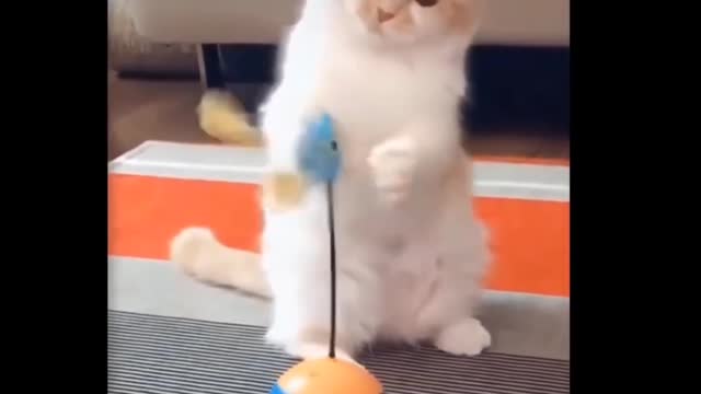 Cats Loves playing with toys Funny Scene