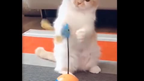 Cats Loves playing with toys Funny Scene