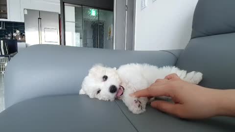 Bichon Frize Dew very sleepy