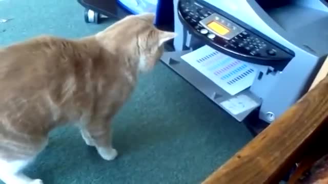 Cats And Paper Printer