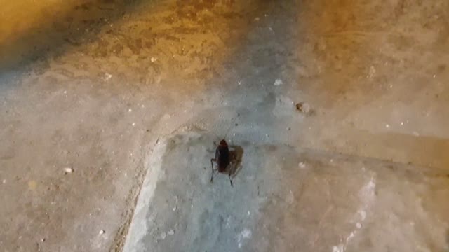 Nightlife of a lonely cockroach