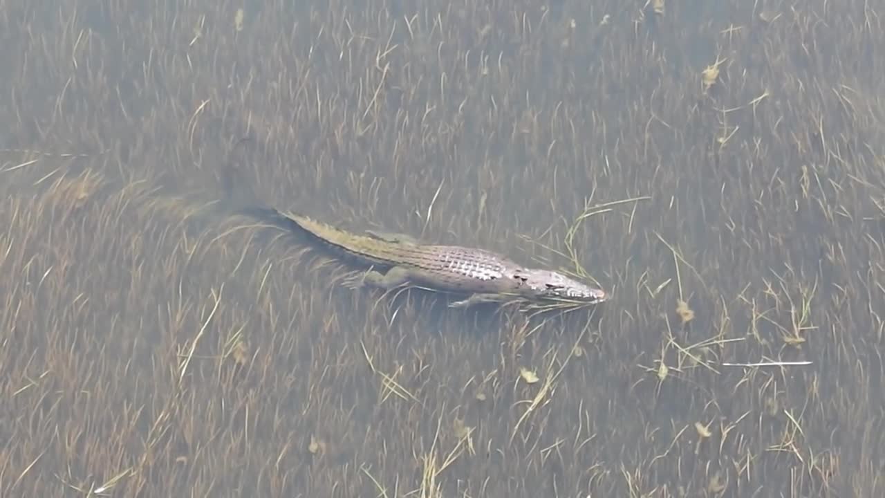 MONSTER CROC towers over BULL SHARK