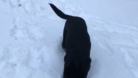 Black dog looks for snowball in snow