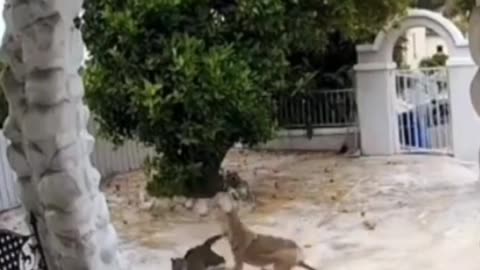 Coyote vs Cat