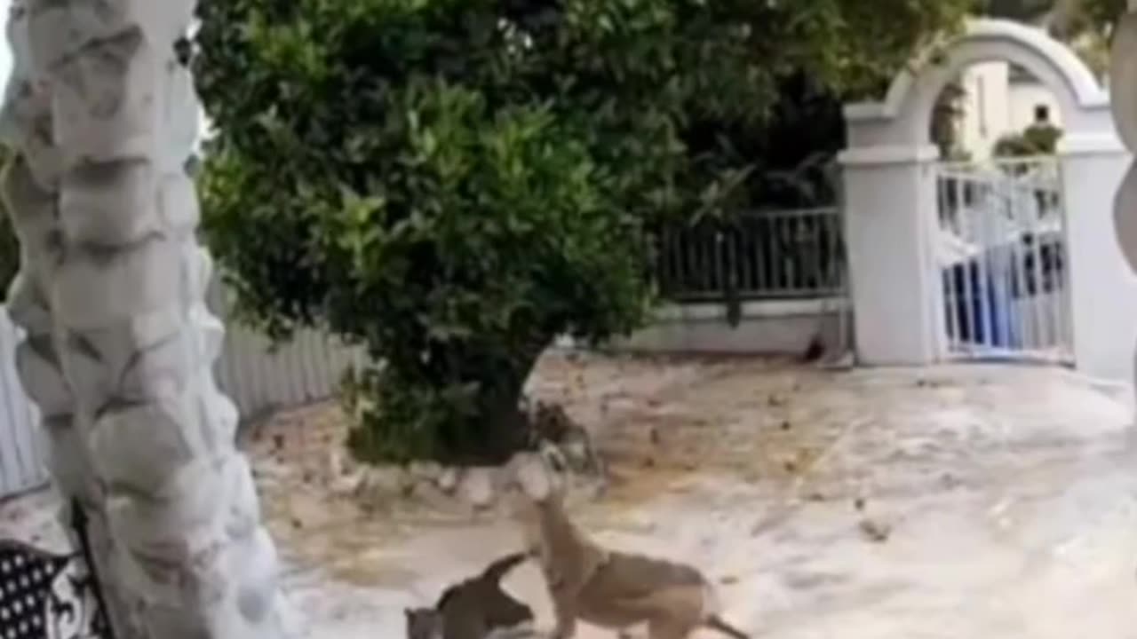 Coyote vs Cat