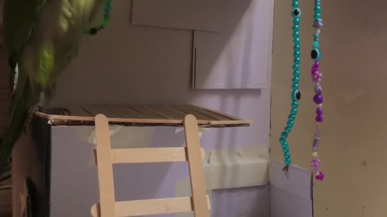 Parrot Falls Off Popsicle Stick Stairs