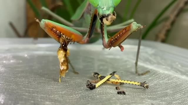 locusts eating 🦗😲♥️